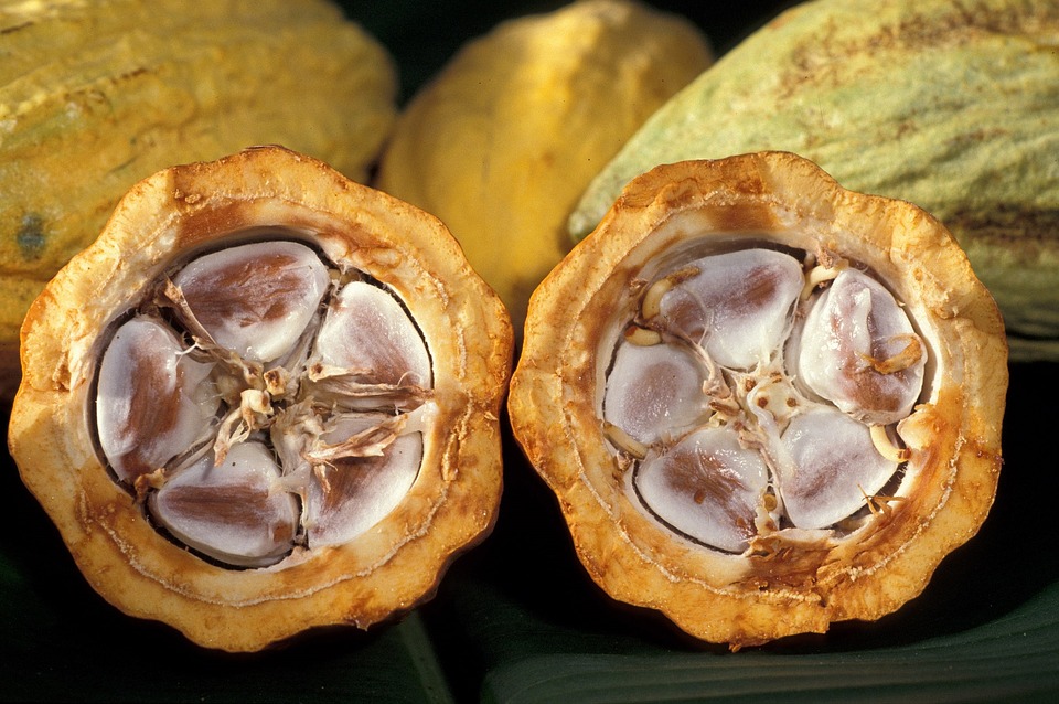 cacao-pod-1916418_960_720